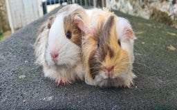 Guinea Pig rodents for sale: Pair of female sheltie Guinea pigs  - Advert 1