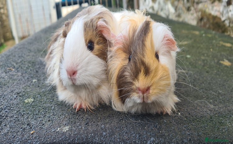 Guinea Pig rodents Pair of female sheltie Guinea pigs  - Advert 1