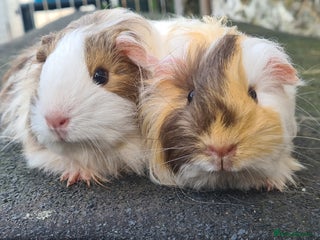 Guinea Pig rodents Pair of female sheltie Guinea pigs - Advert 1