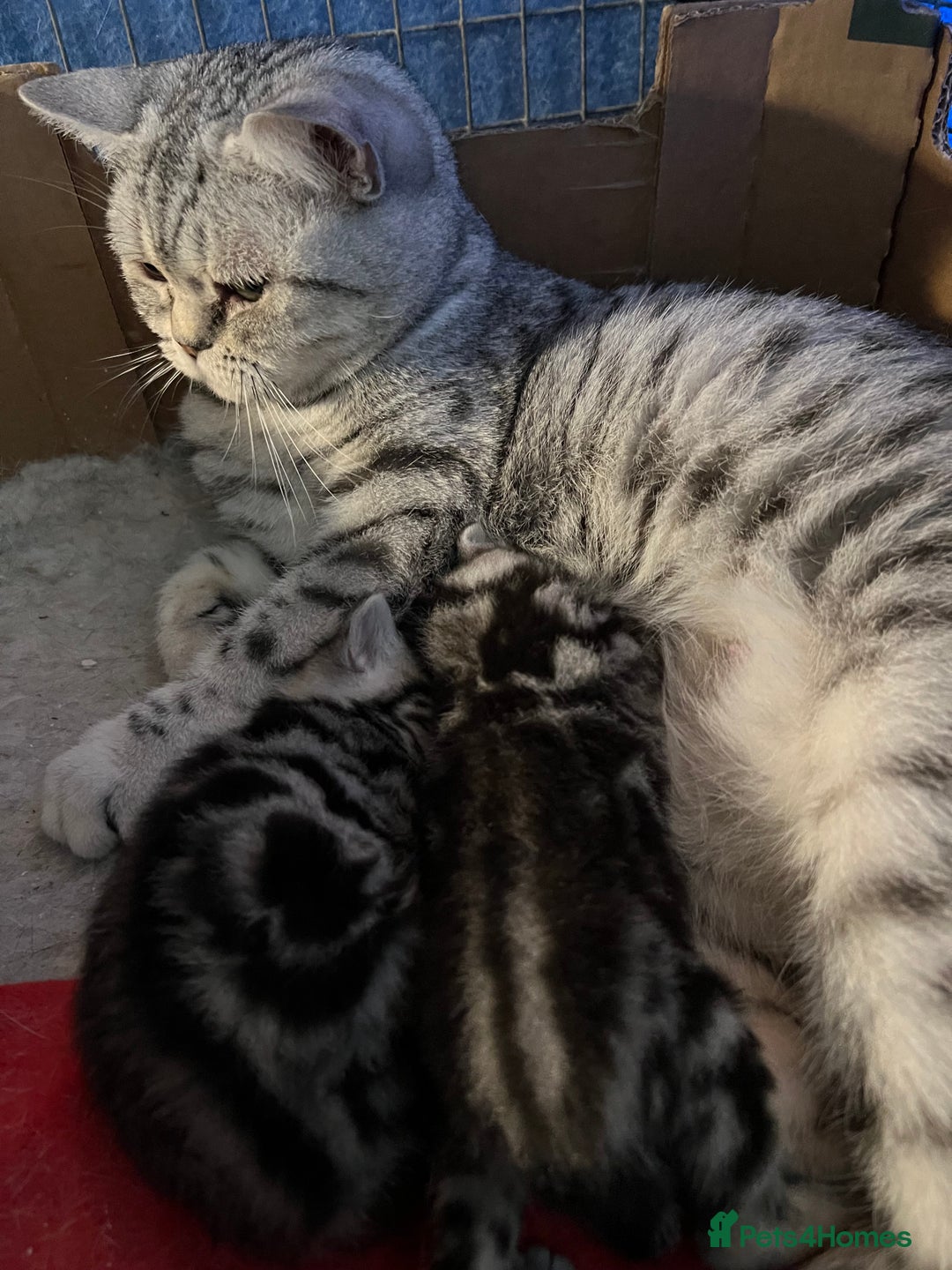 British Shorthair cats for sale: GCCF reg BSH BLACK SILVER TABBY KITTENS - Advert 2