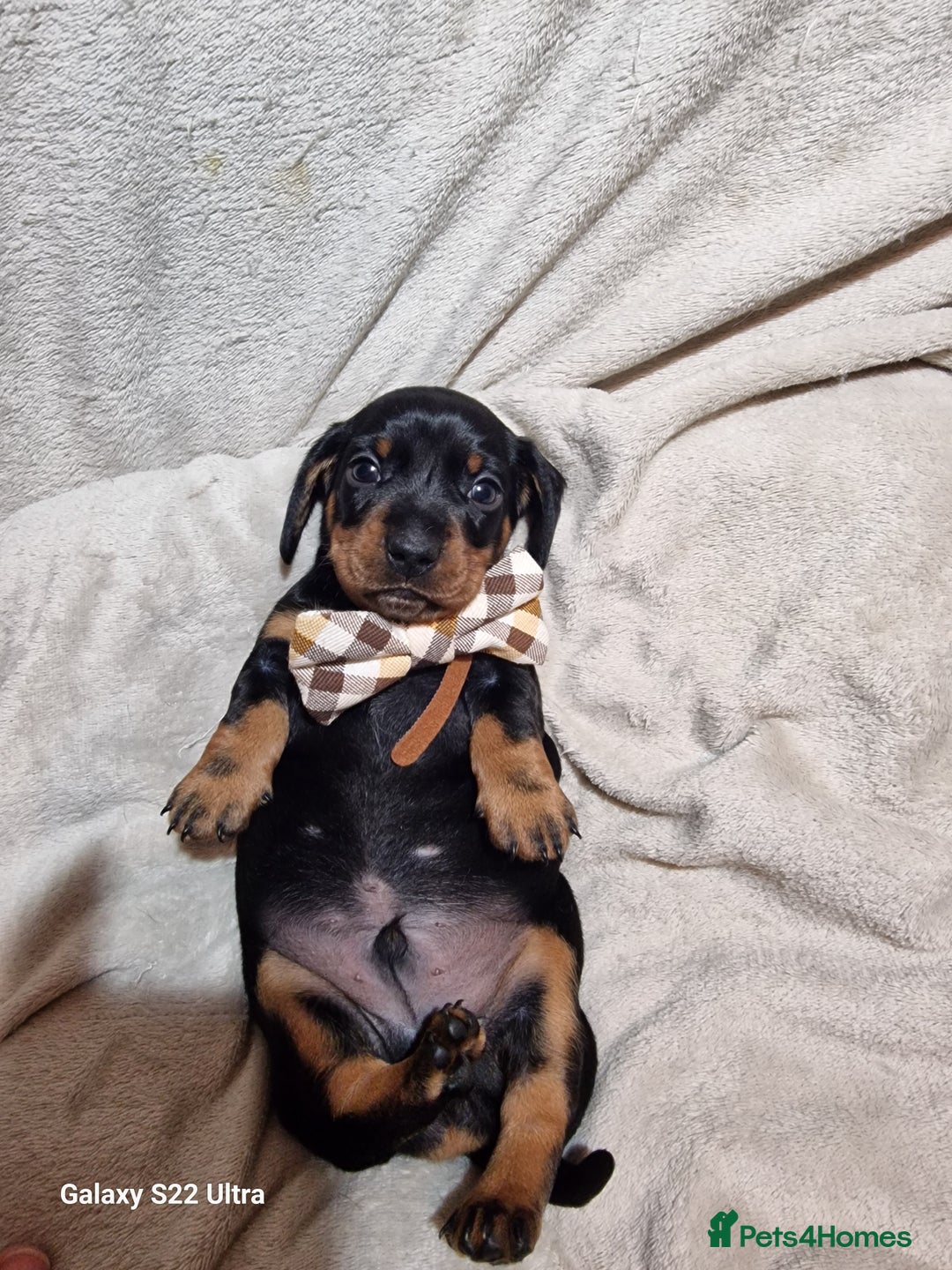 Miniature Dachshund dogs for sale: Champion bloodlines excellent quality KC miniature - Advert 24