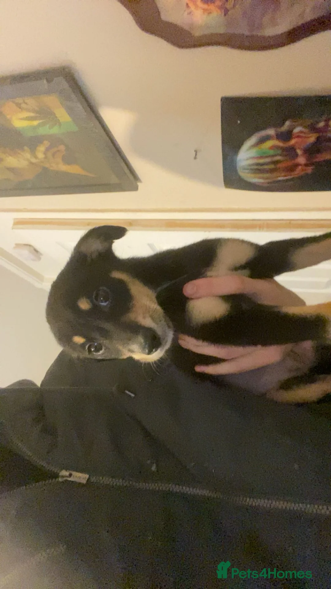 Mixed Breed dogs for sale: 2 girl Whippet x greyhound puppys leady to leave - Advert 2