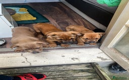 American Bull Staffy dogs for stud: Crash Bandicoot Staffweiler e ATAT d DNA tested ✅✅ - Image 23