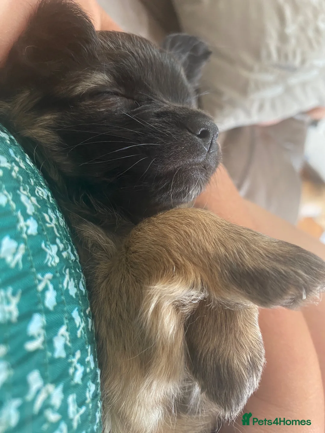 Chihuahua dogs for sale: Long haired chihuahua female  - Advert 1