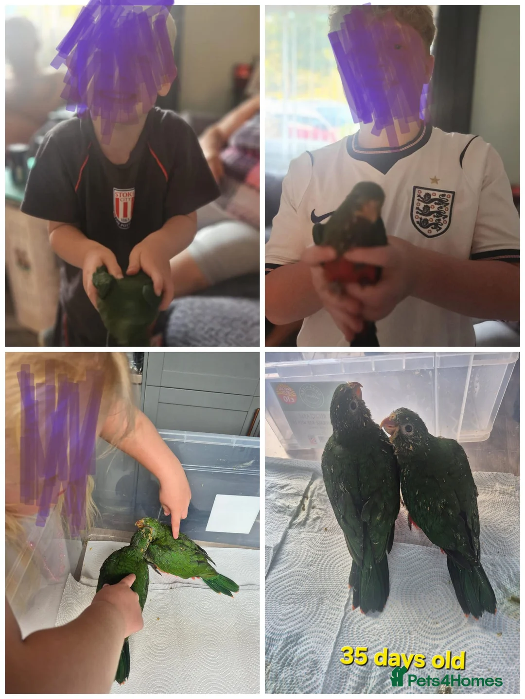 Parrots birds for sale: Handreared Australian King parrots  in Stoke-on-Trent - Advert 4