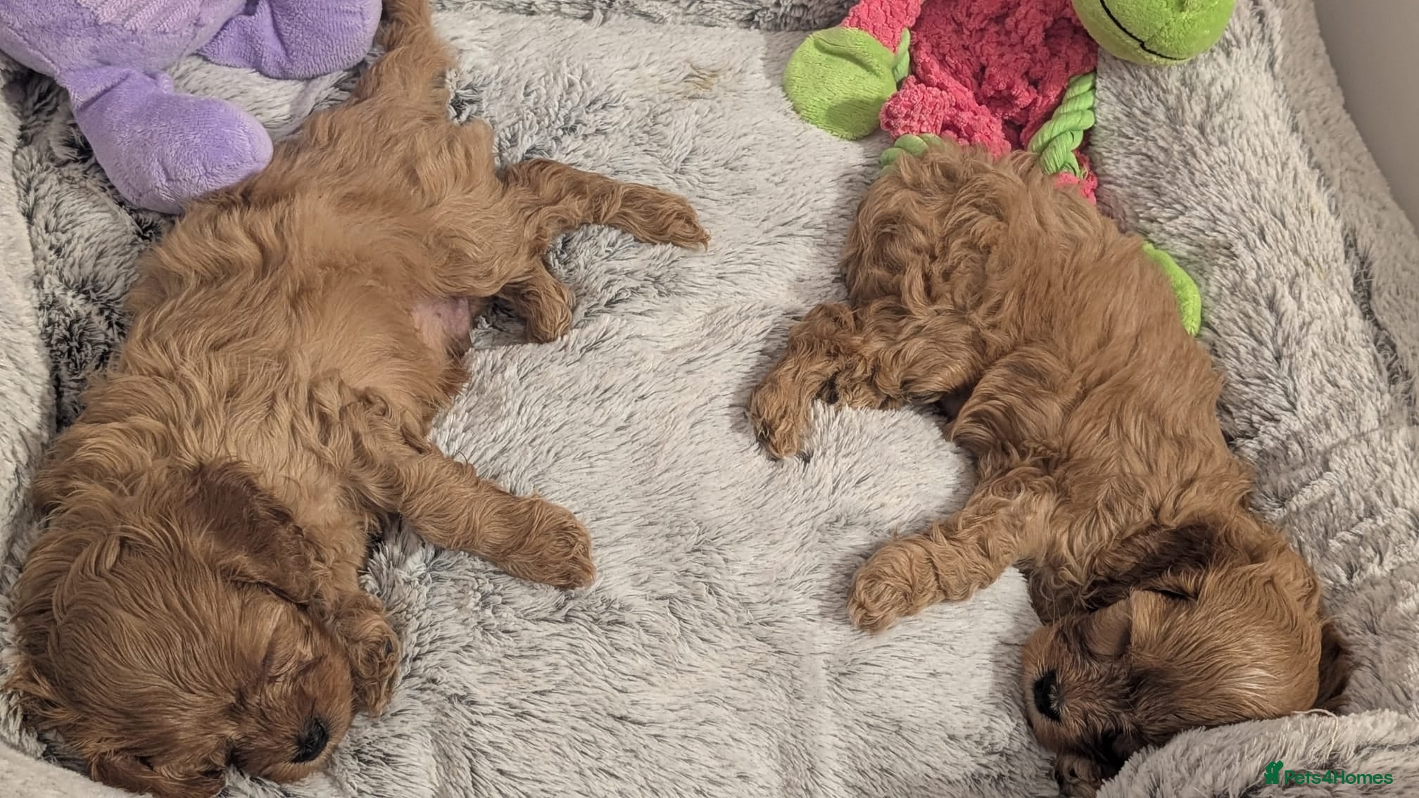 Cavapoo dogs F1 Extensively Health Tested Thearpy Cavapoos - Advert 2