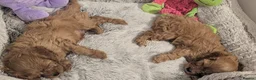 Cavapoo dogs for sale: F1 Extensively Health Tested Thearpy Cavapoos - Advert 2
