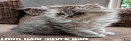 Mixed Breed cats for sale: Persian Chinchilla x British Shorthair kittens in Coventry - Advert 4
