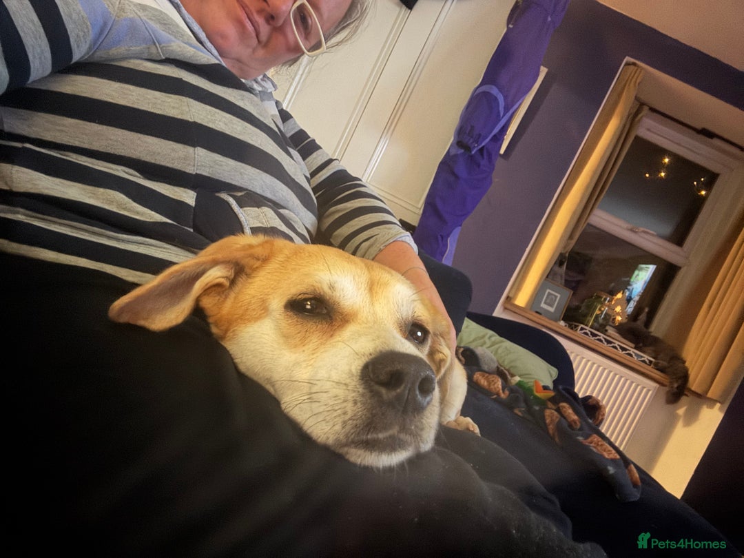 Mixed Breed dogs for adoption: Small friendly girl  - Advert 4