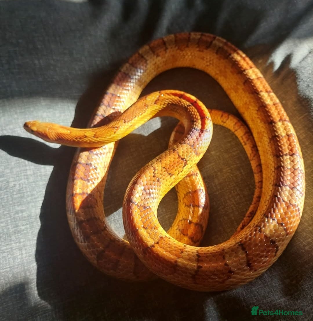 Corn Snake reptiles for sale: CB17 Carolina cornsnake and full set up - Image 2