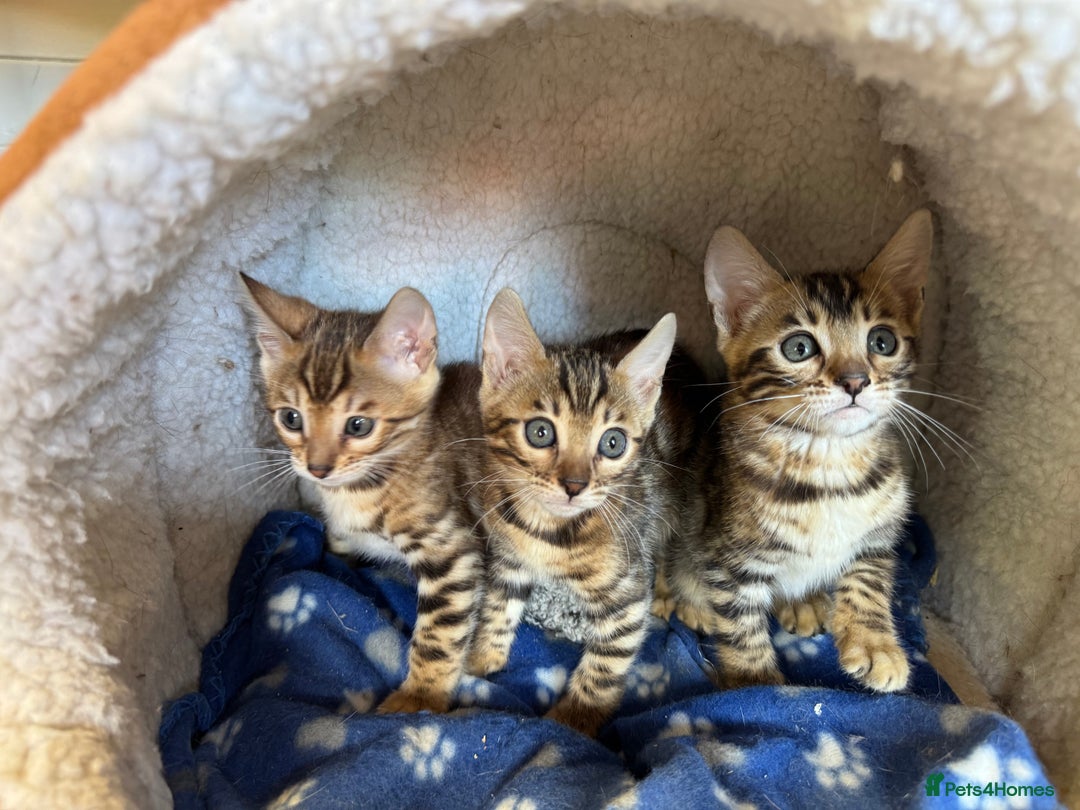 Bengal cats for sale: TICA Registered Females Bengal Kittens in Newark - Image 13