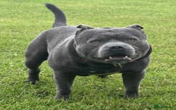 Staffordshire Bull Terrier dogs for sale: Staffordshire Bull Terrier Pups KC REGISTERED  - Image 21