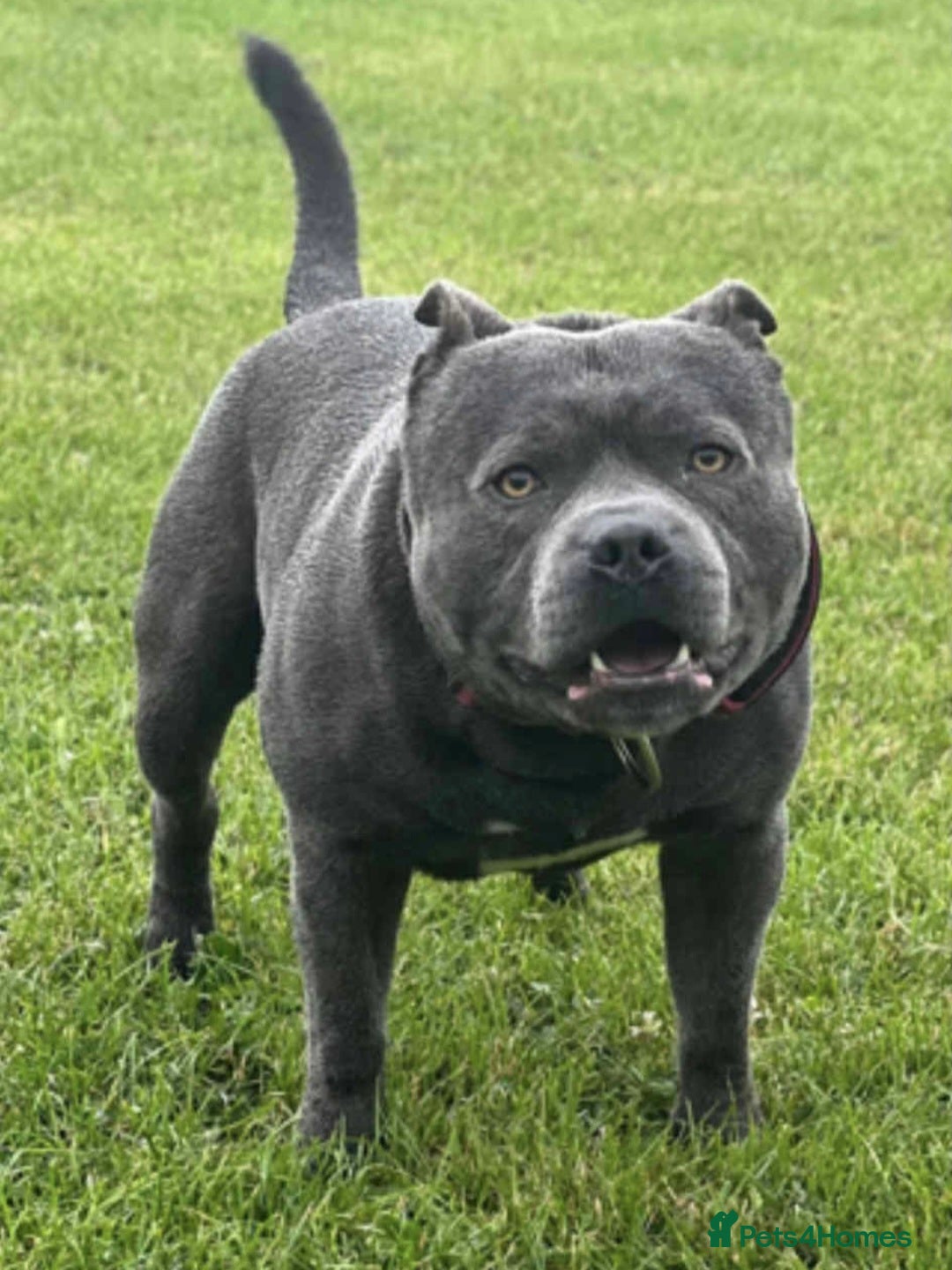 Staffordshire Bull Terrier dogs for sale: Staffordshire Bull Terrier Pups KC REGISTERED  - Image 21