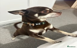 Chihuahua dogs for sale: Chihuahua male called Chiko - Image 2