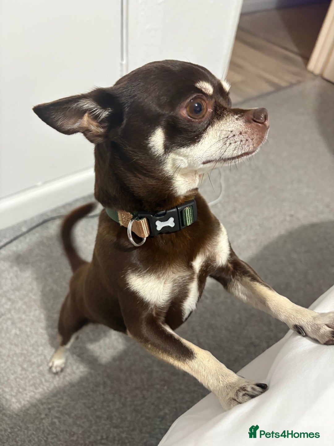Chihuahua dogs for sale: Chihuahua male called Chiko - Image 2