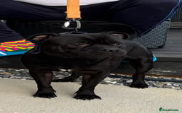 Staffordshire Bull Terrier dogs for stud: STORM FOR STUD in Newton Aycliffe - Image 2