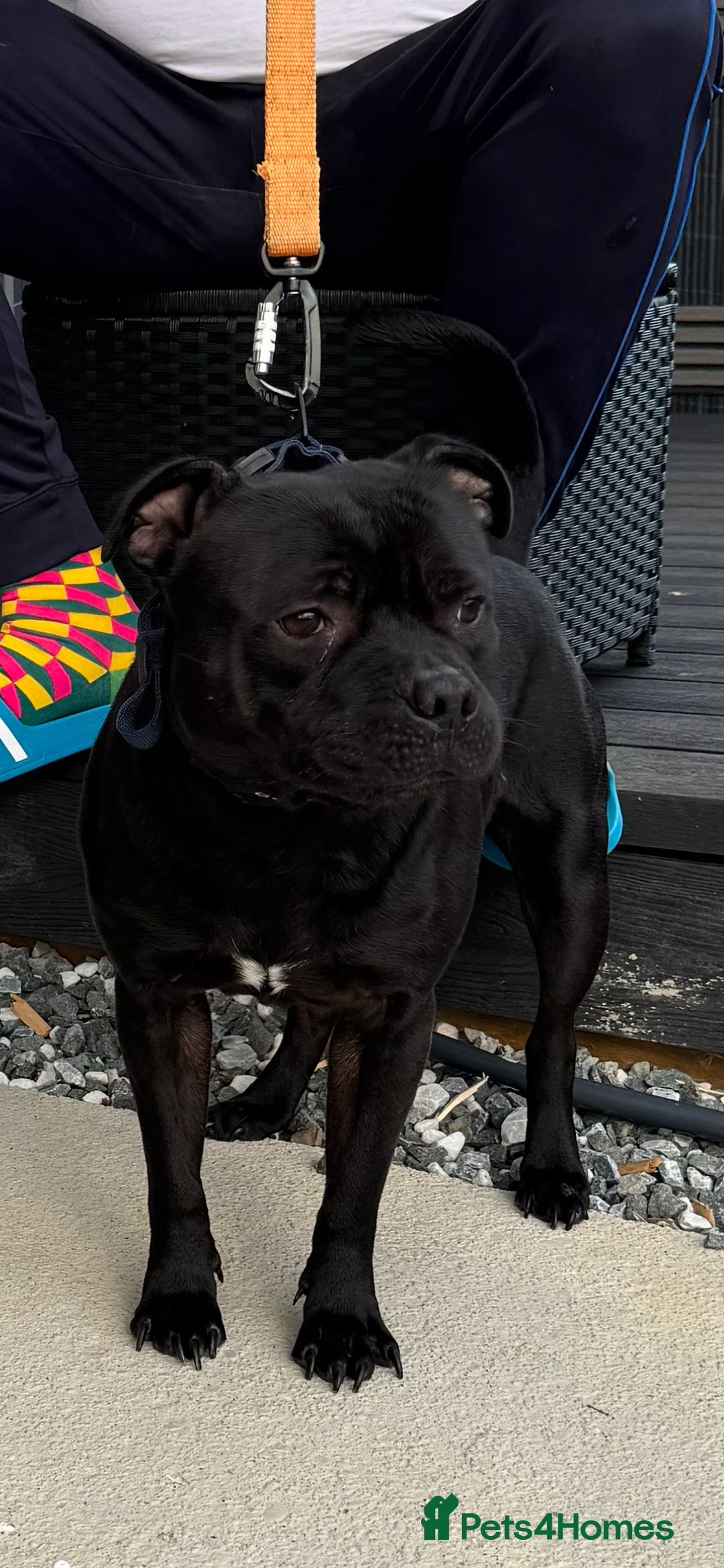 Staffordshire Bull Terrier dogs for stud: STORM FOR STUD in Newton Aycliffe - Image 2