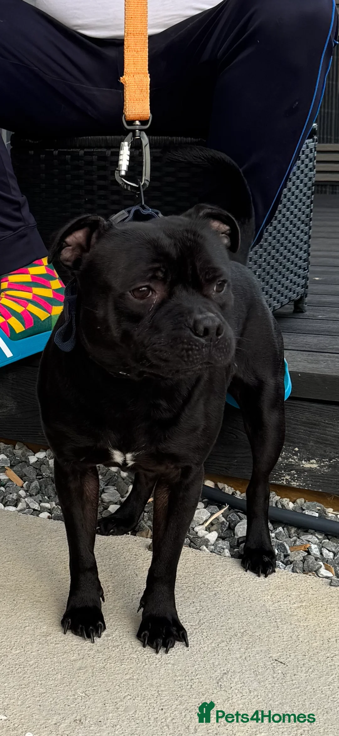 Staffordshire Bull Terrier dogs for stud: STORM FOR STUD in Newton Aycliffe - Advert 2