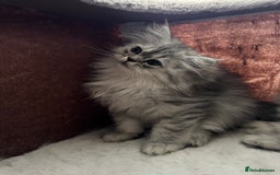 Persian cats for sale: Super cute Persian chinchilla kittens for Sale - Image 10