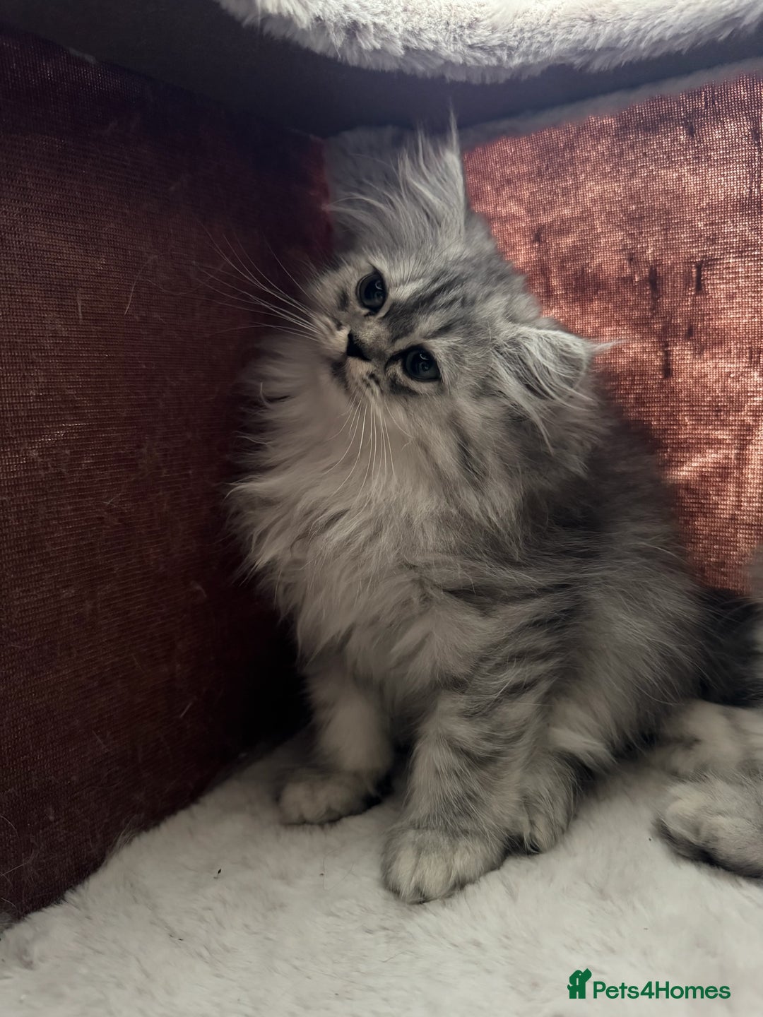 Persian cats for sale: Super cute Persian chinchilla kittens for Sale - Image 10