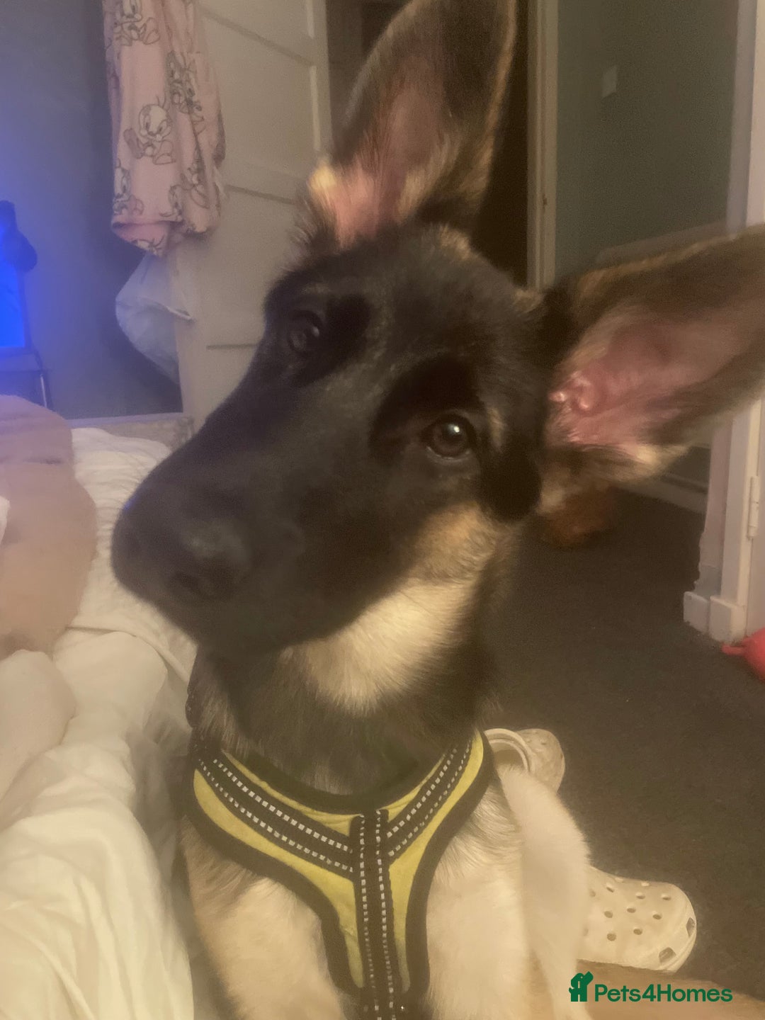 German Shepherd dogs for sale: german shepherd 4 months  - Advert 2