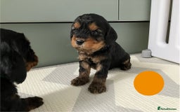 Cavapoo dogs for sale: F1 Cavapoo Puppies from Heath Tested Parents - Image 8