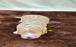 Double Doodle dogs for sale: Stunning Double Doodle Puppies  - Image 12
