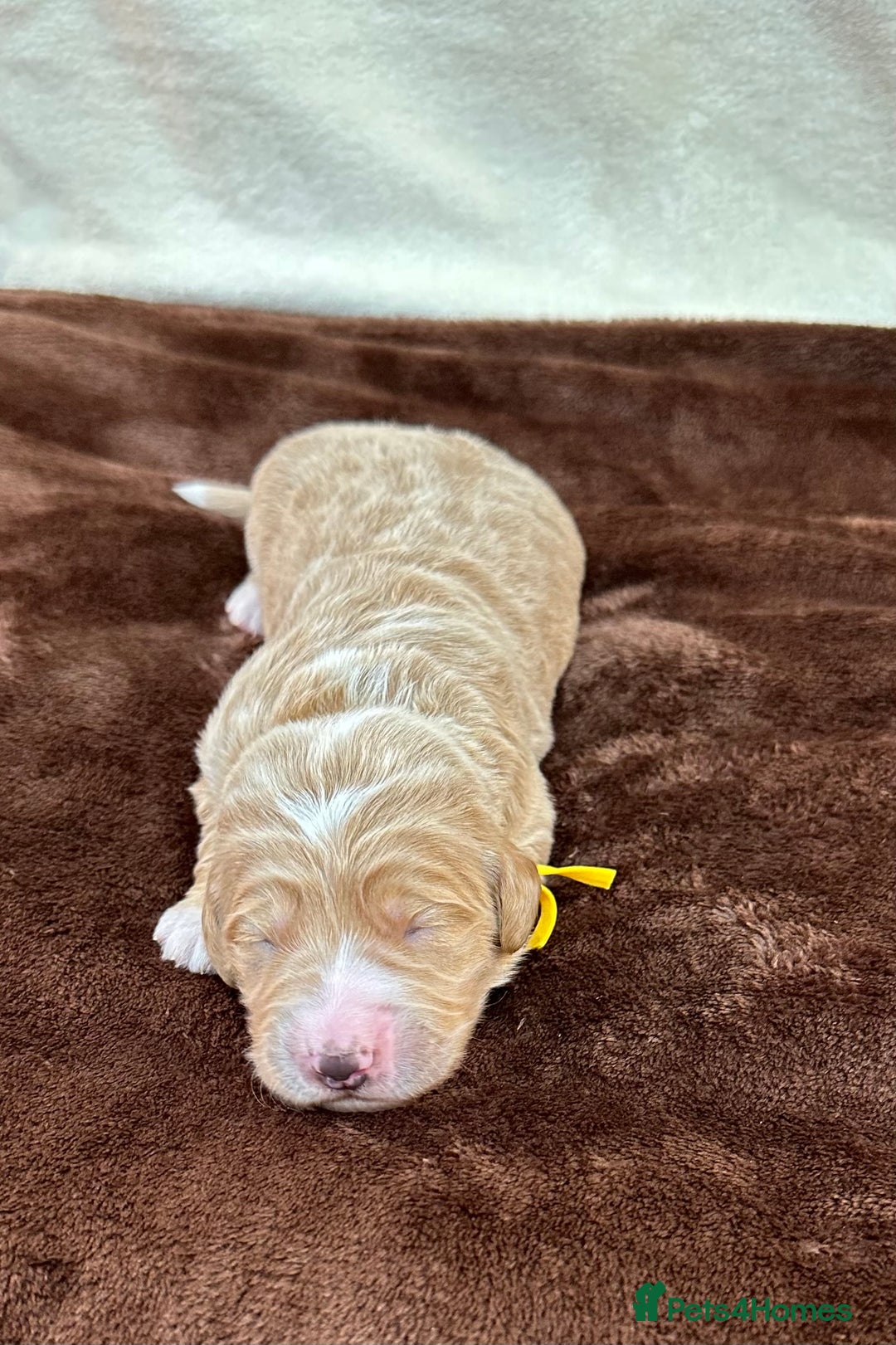 Double Doodle dogs for sale: Stunning Double Doodle Puppies  - Image 12