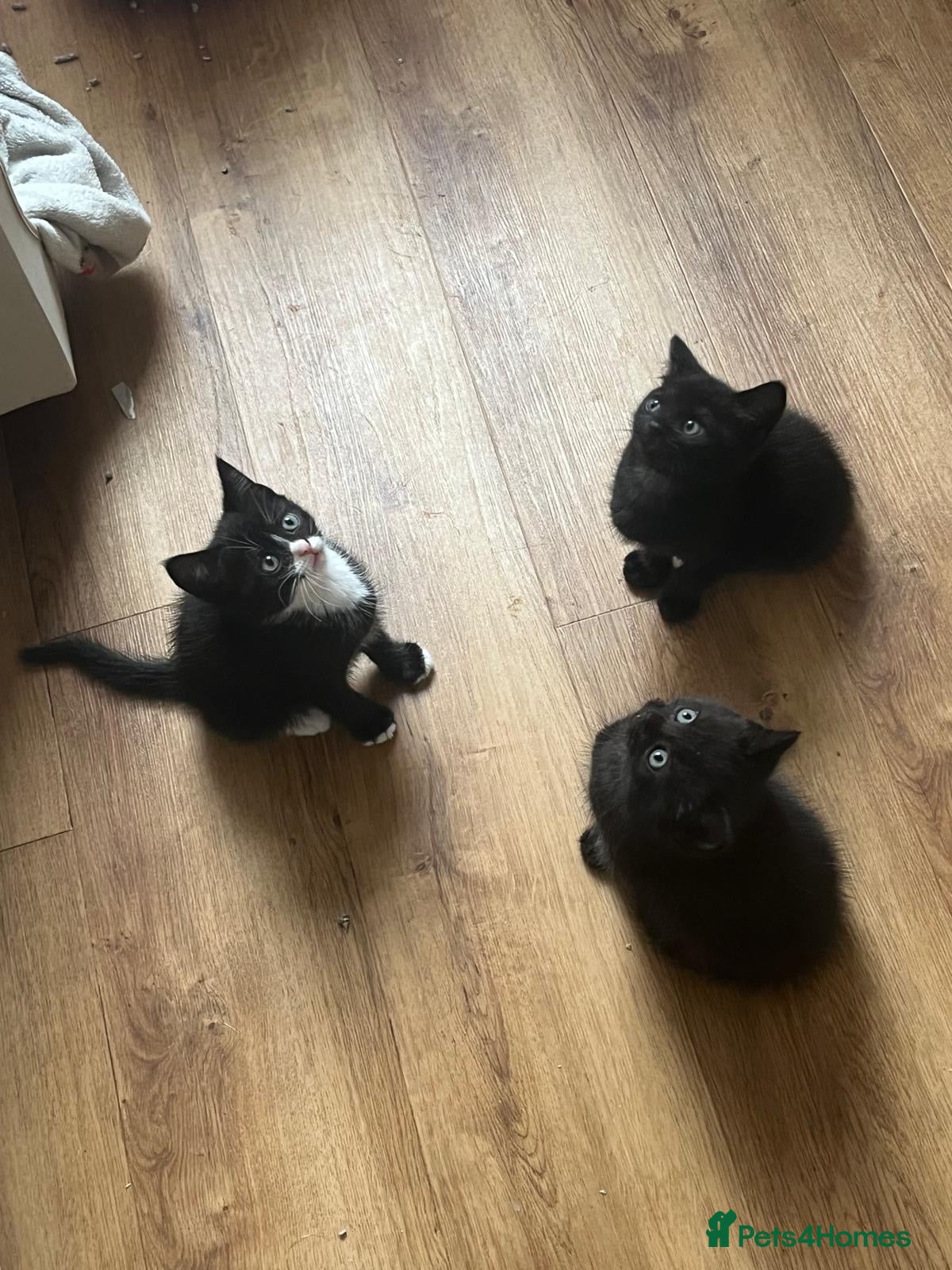British Shorthair cats for sale: Ready to leave 🥹 Half British Shorthair Kittens - Advert 10