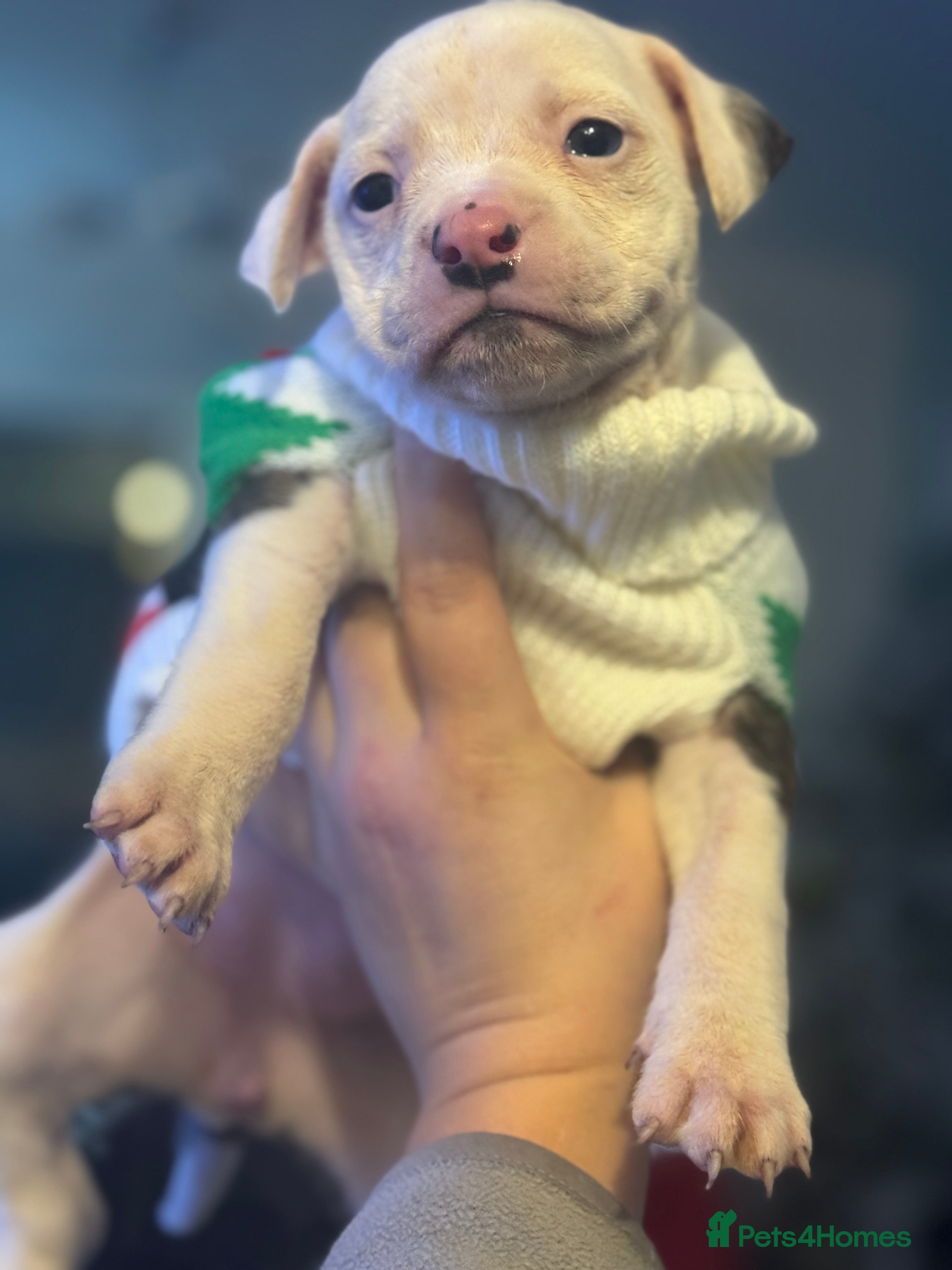Mixed Breed dogs American bulldog cross Staffy pups - Advert 18