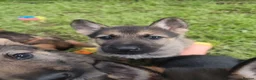 Mixed Breed dogs for sale: German Shepherd x Husky/Northern Inuit Puppies - Advert 10