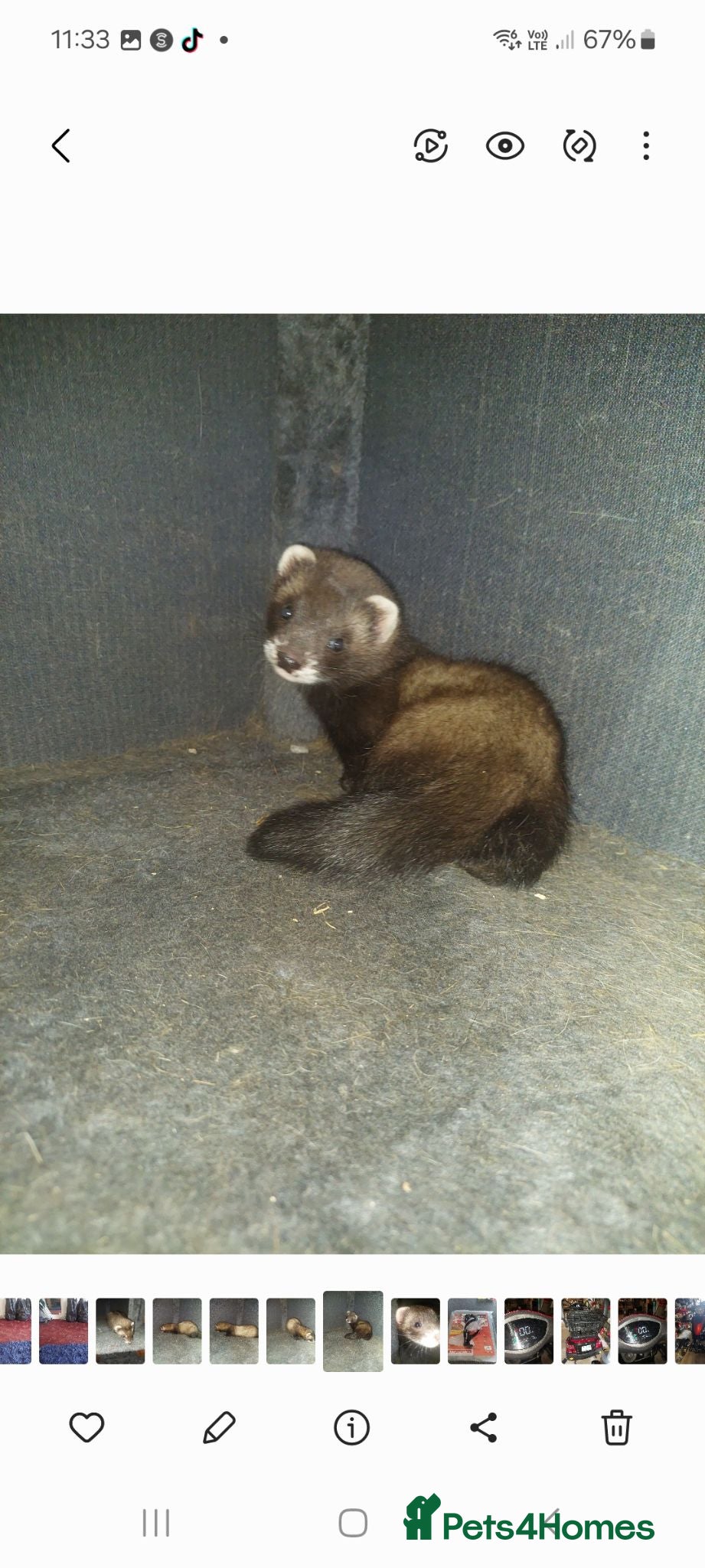 Ferret rodents Polecat hob kit - Advert 7
