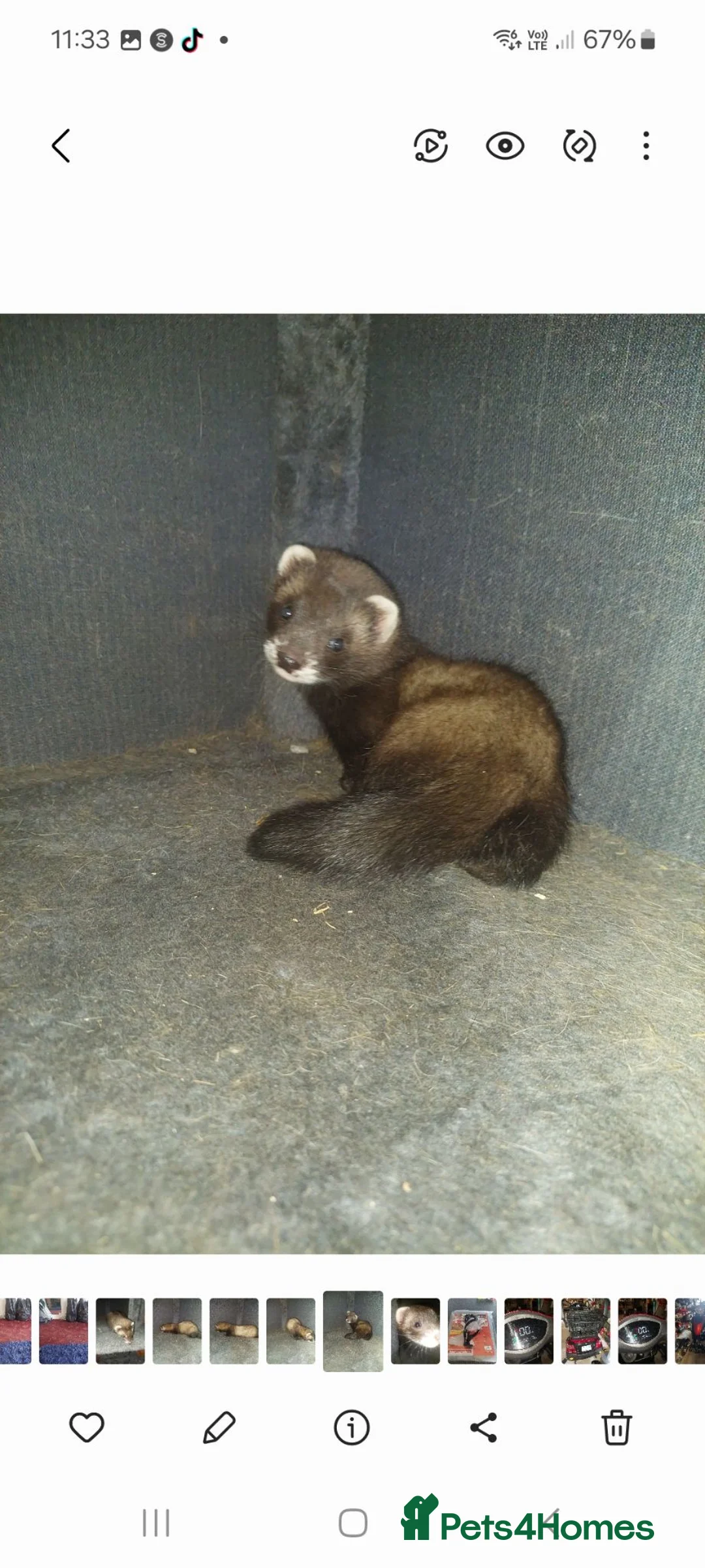 Ferret rodents for sale: Polecat hob kit in Blackwood - Advert 1