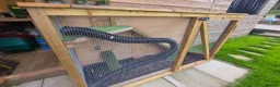Ferret rodents for sale: Silver ferrets!  in Forfar - Advert 2