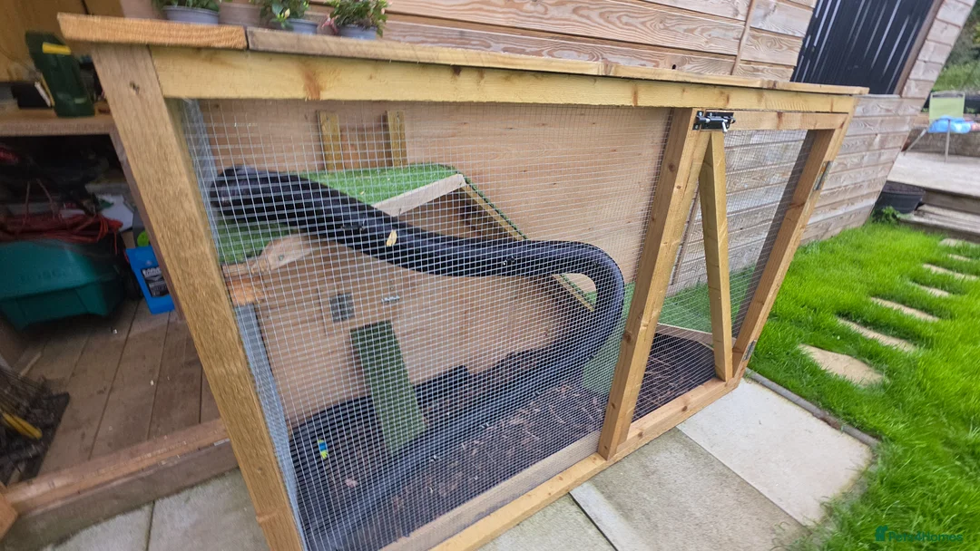 Ferret rodents for sale: Silver ferrets!  in Forfar - Advert 2
