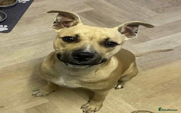 Staffordshire Bull Terrier dogs for sale: Staffy  - Image 1