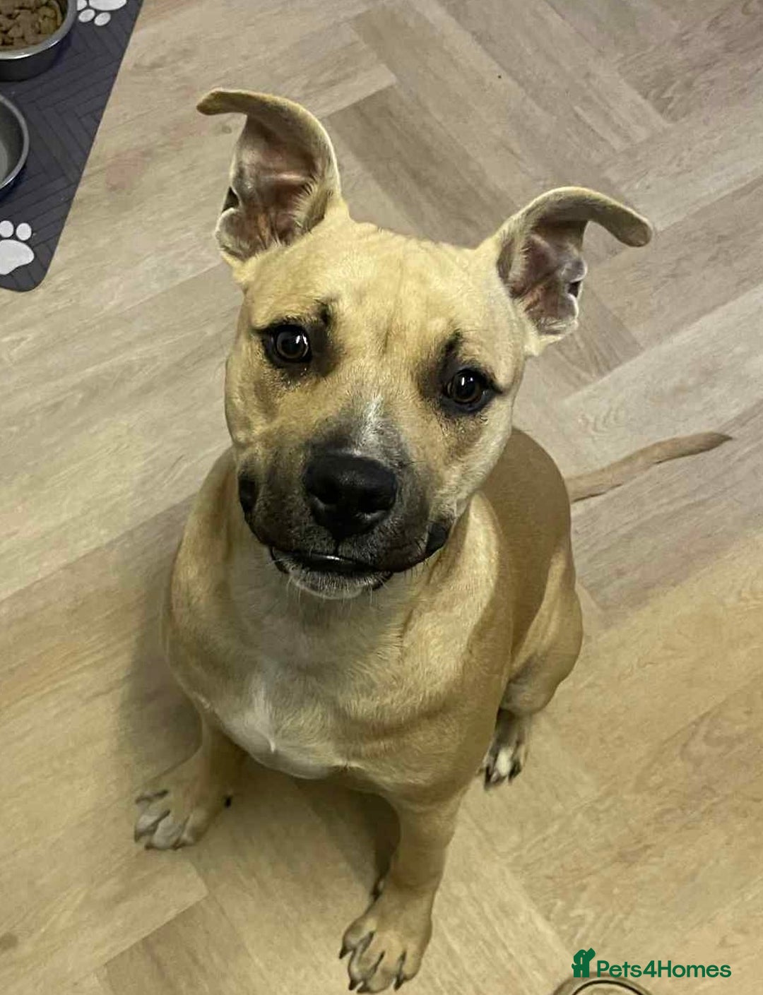 Staffordshire Bull Terrier dogs for sale: Staffy  - Image 1