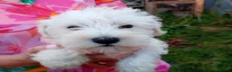 Miniature Schnauzer dogs for sale: KC Registered Miniature Shnauzers  in Preston - Advert 13