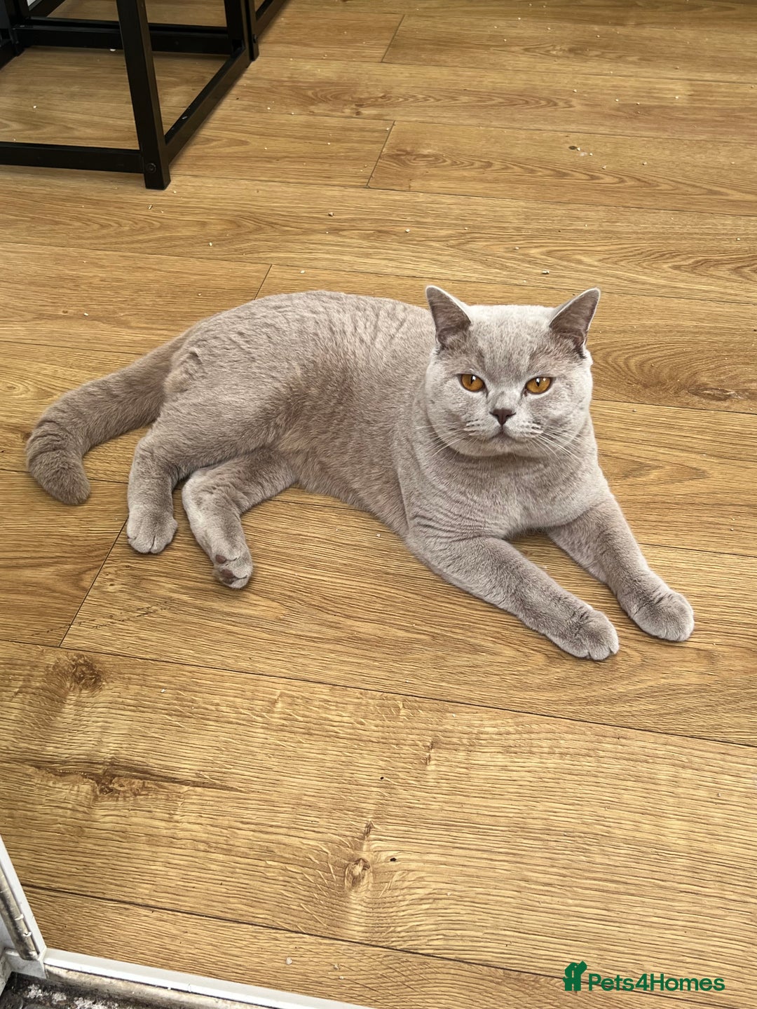 British Shorthair cats for stud: British shorthair lilac STUD - Advert 2