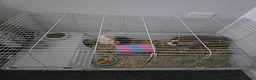 Mixed Breed reptiles for sale: 2 crested guinea pigs - Advert 5