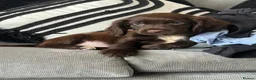 Cockapoo dogs for sale: Gorgeous F1 Miniature Cockapoo Boys – Ready Now  - Advert 3