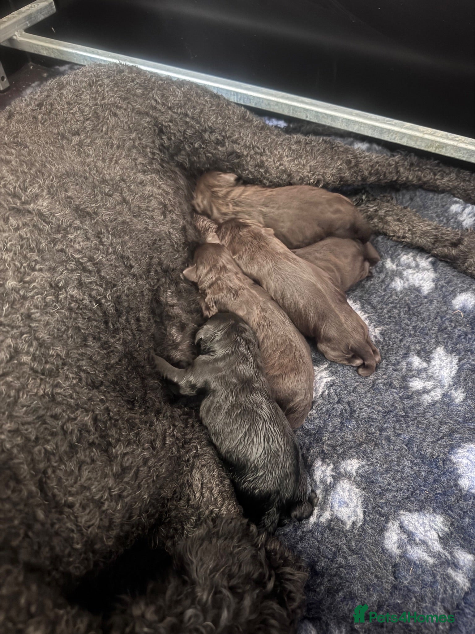 Labradoodle dogs Labradoodle Litter from Health Tested Parents - Advert 2