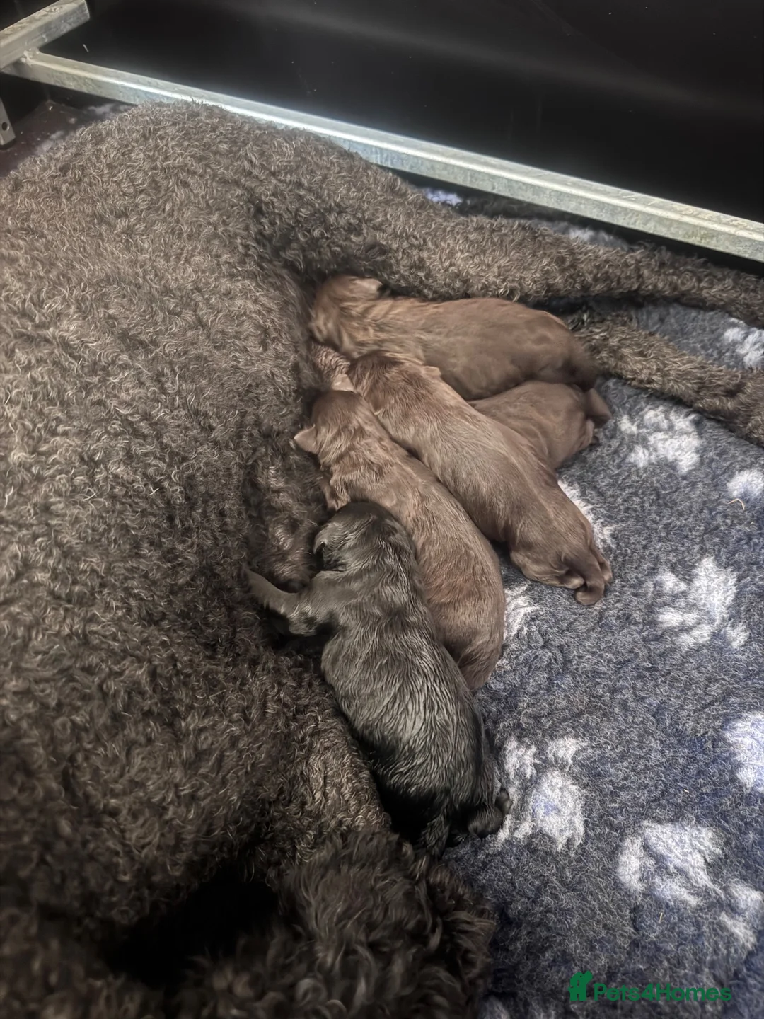 Labradoodle dogs for sale: Labradoodle Litter from Health Tested Parents - Advert 2