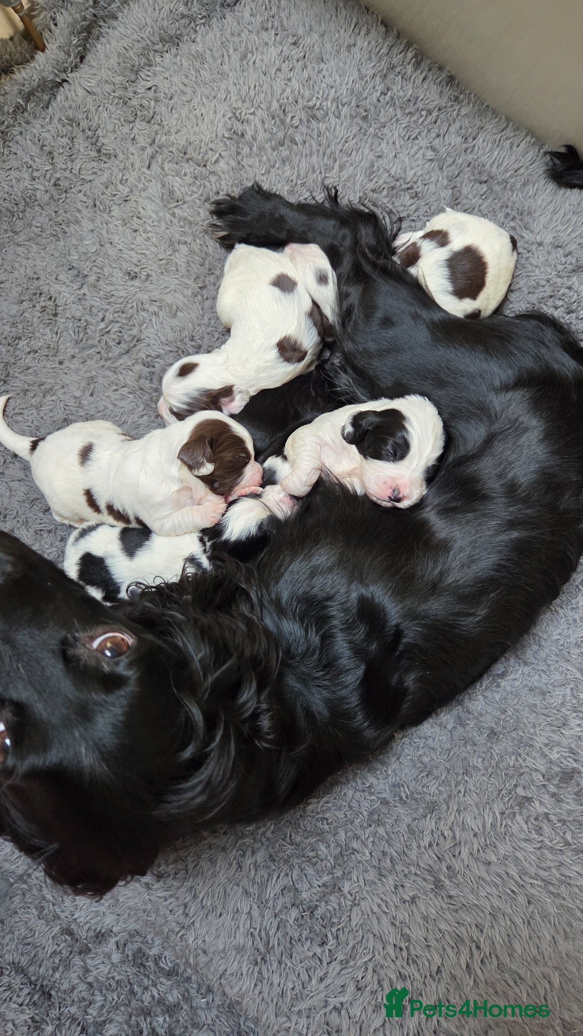 Sprocker dogs for sale: Six Springer/Cocker Spaniels.  - Advert 10