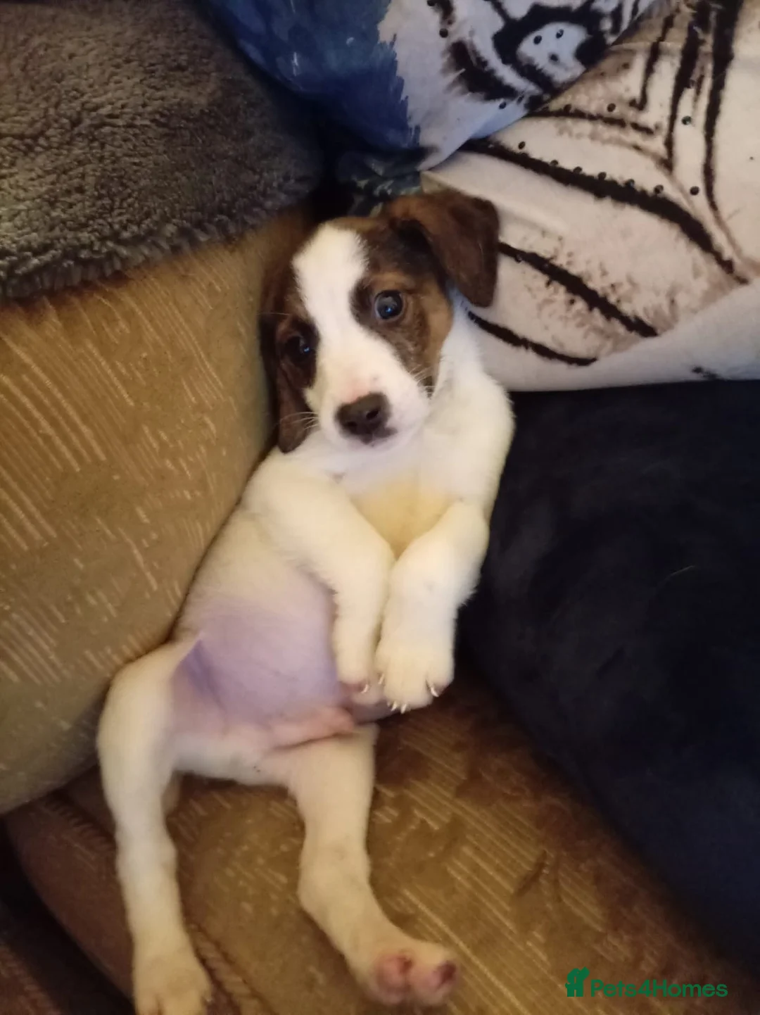 Mixed Breed dogs for sale: Beagle X Jack Russell  puppys  - Advert 6