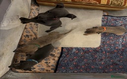 Whippet dogs for sale: Whippet pups  - Image 1
