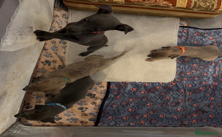 Whippet dogs - Advert 3
