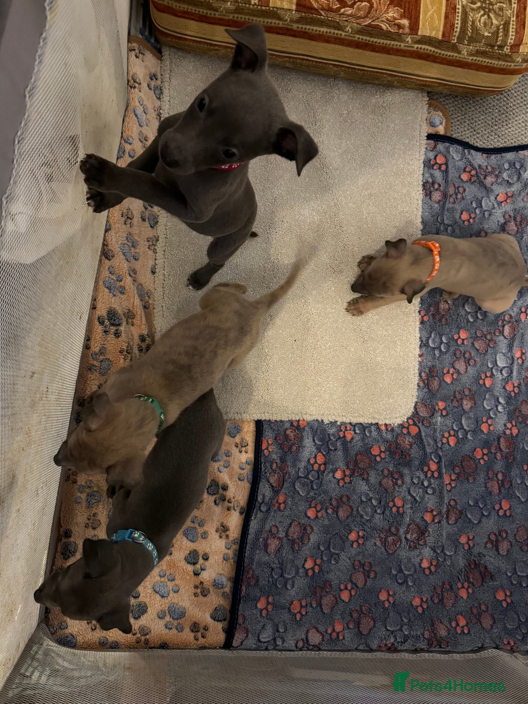Whippet dogs for sale: Whippet pups  - Image 1