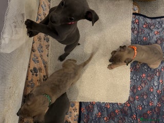 Whippet dogs - Advert 12