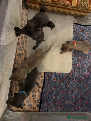 Whippet dogs - Advert 11